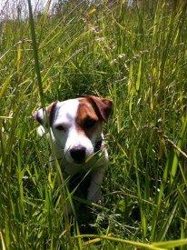 Jack russell terrier Karlsbjergårdens Lady Roxy * HIMMELHUND* billede 4