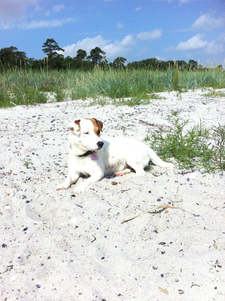 Jack russell terrier Karlsbjergårdens Lady Roxy * HIMMELHUND* billede 5