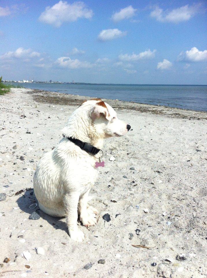 Jack russell terrier Karlsbjergårdens Lady Roxy * HIMMELHUND* billede 6