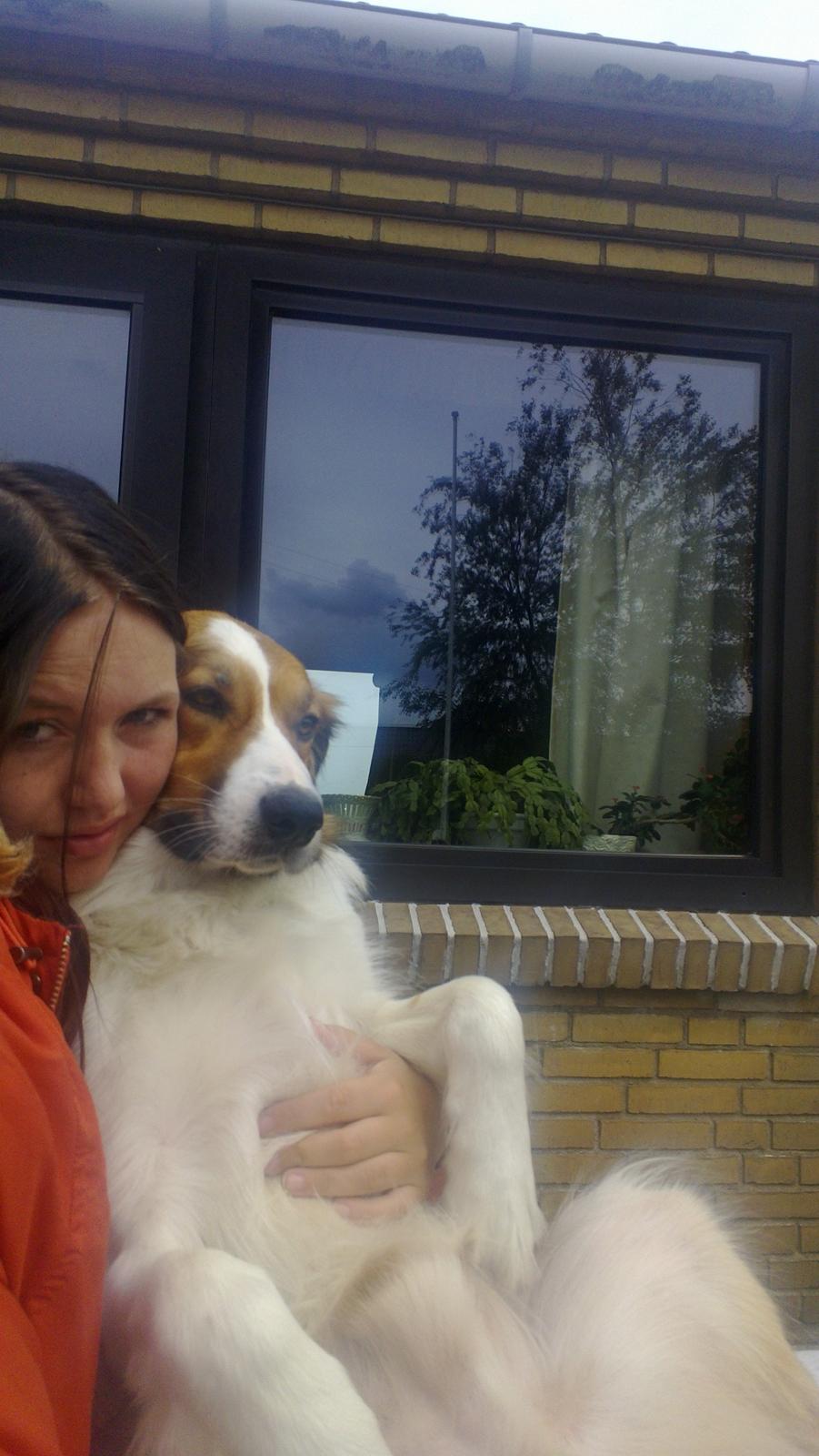 Border collie Fido billede 19