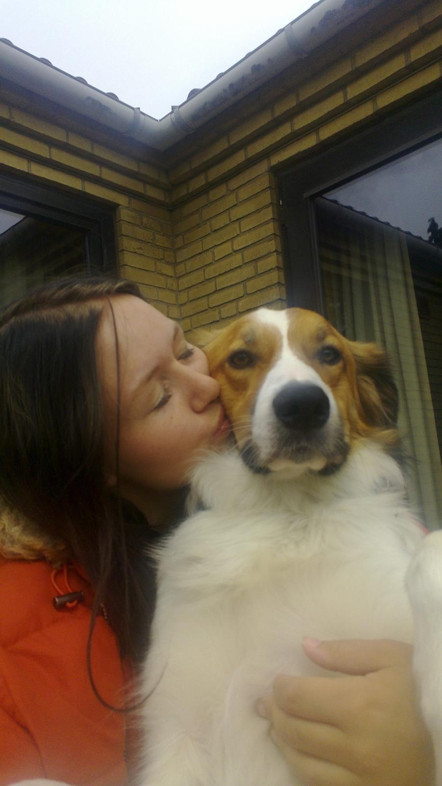 Border collie Fido billede 20