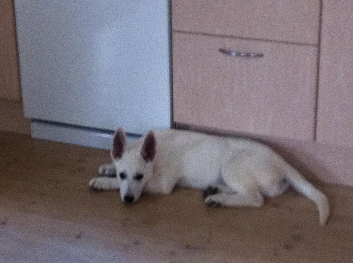 Hvid schæfer Eragon billede 14