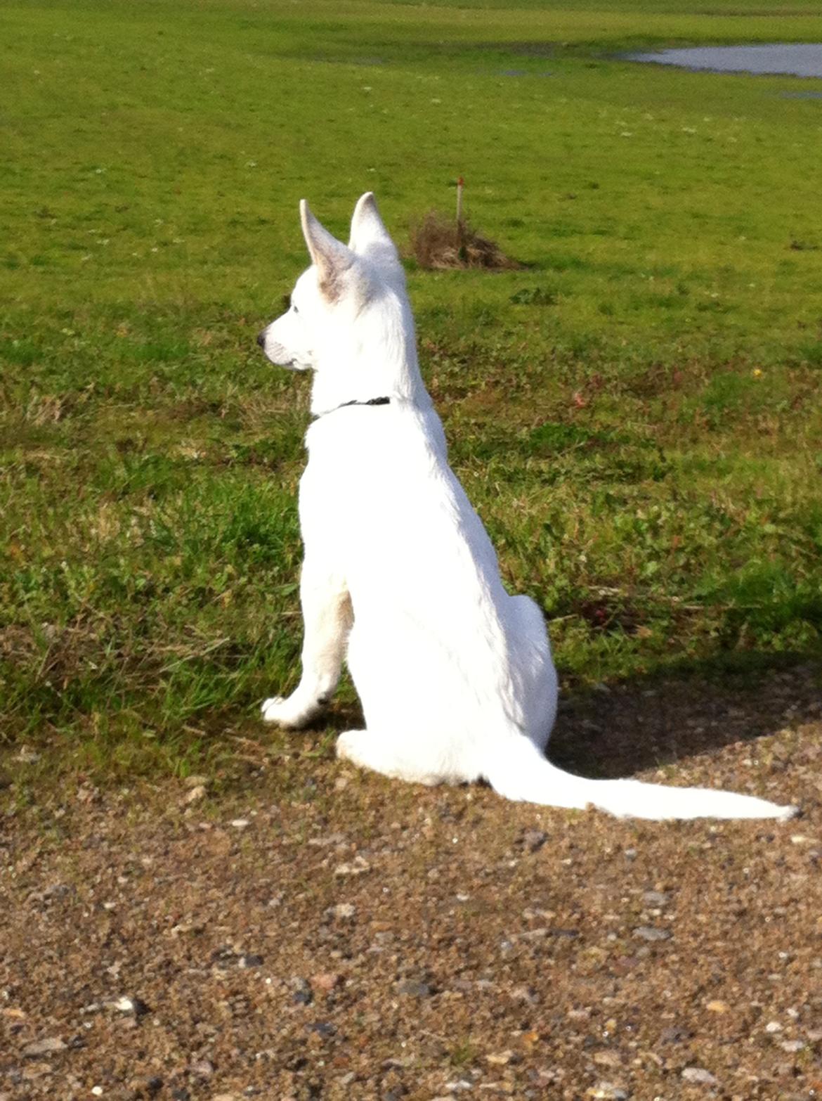 Hvid schæfer Eragon billede 15