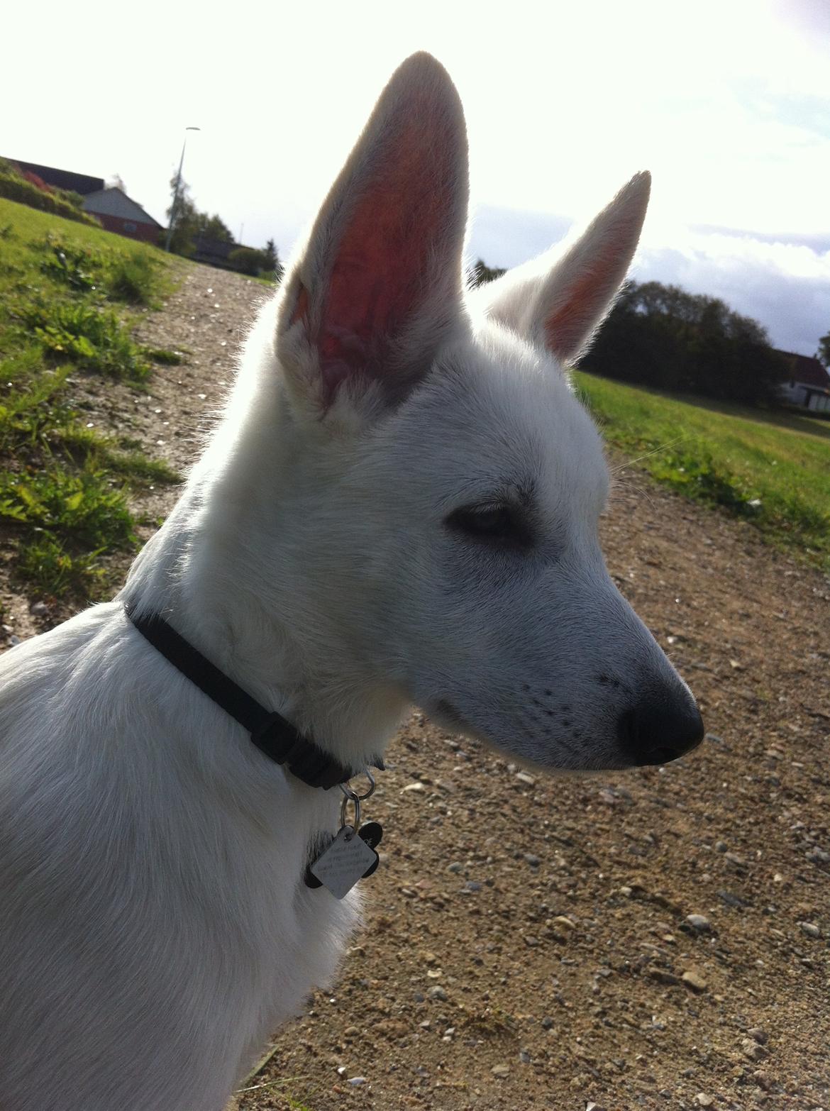 Hvid schæfer Eragon billede 1