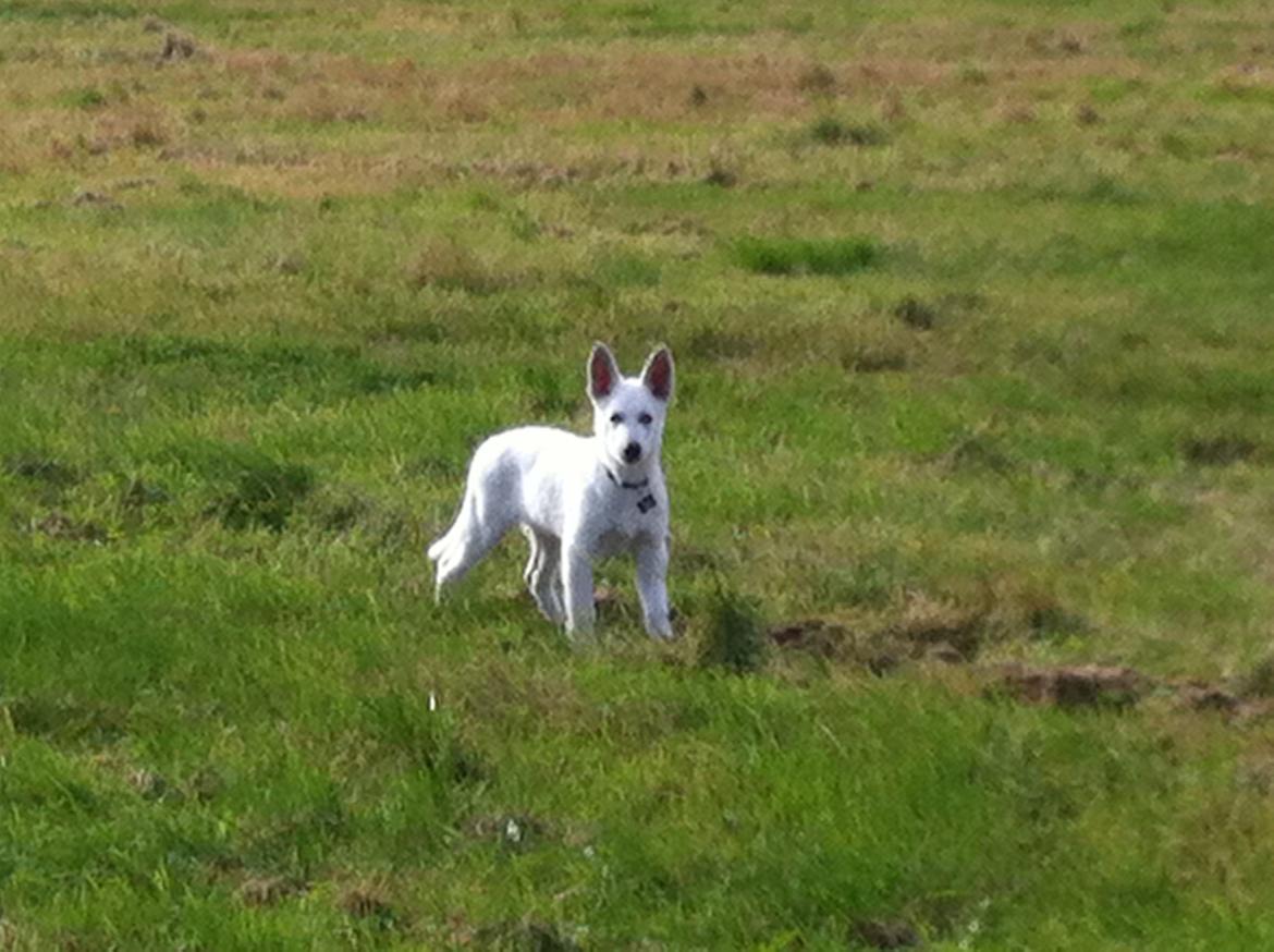 Hvid schæfer Eragon billede 16