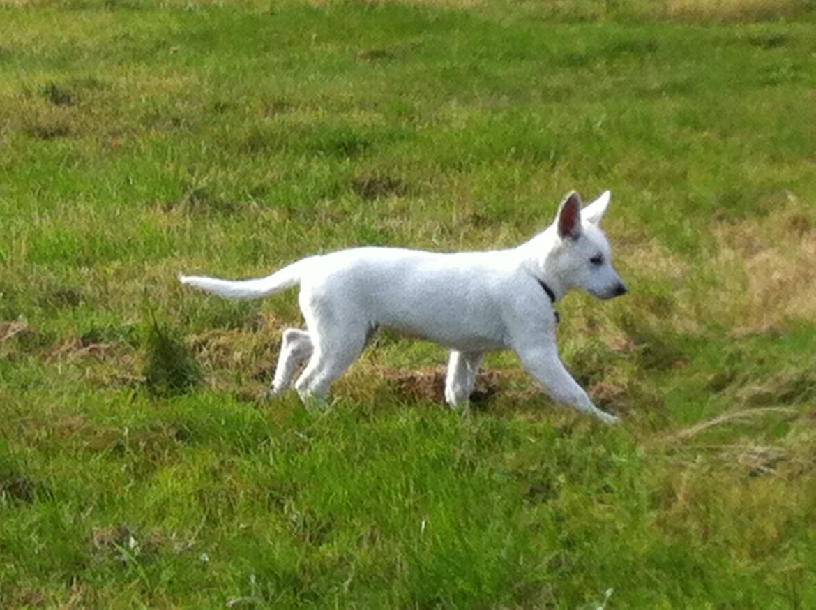 Hvid schæfer Eragon billede 17