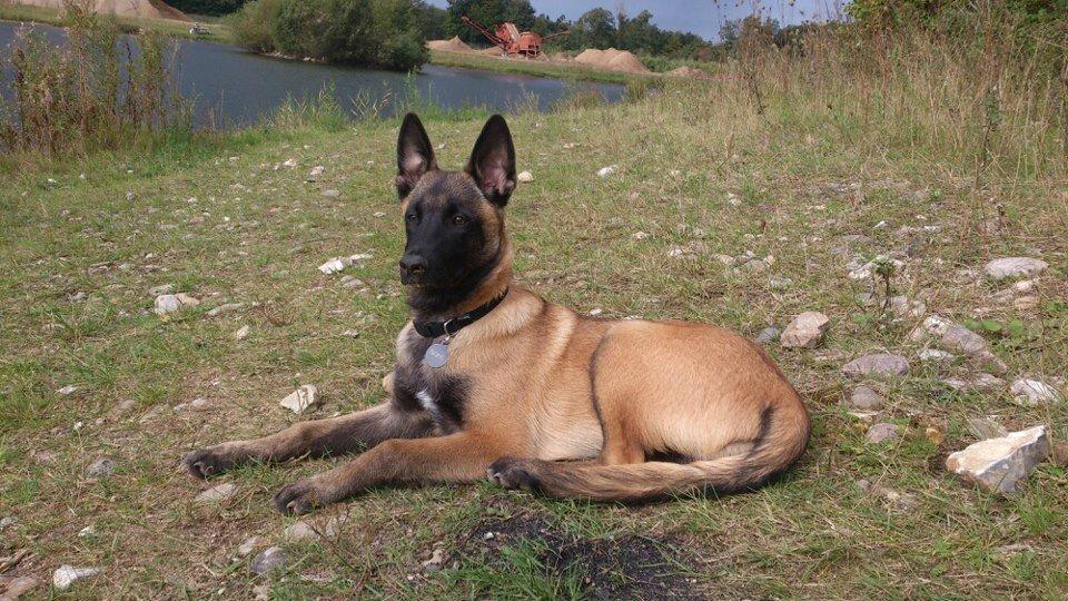 Malinois Bacardi billede 7