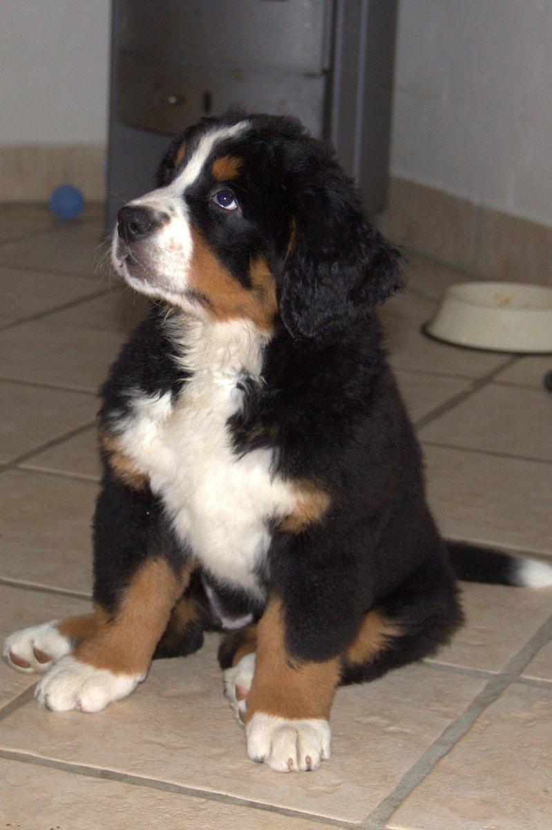 Berner sennenhund Bina billede 1