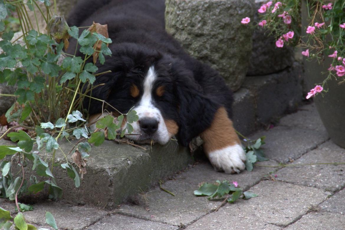 Berner sennenhund Bina billede 2