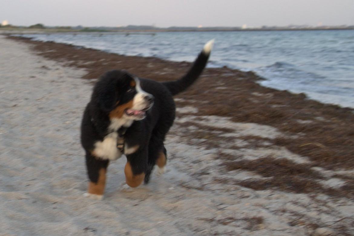 Berner sennenhund Bina billede 3