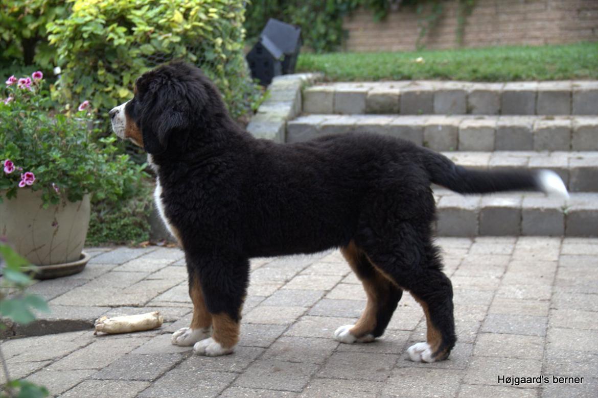 Berner sennenhund Bina billede 4