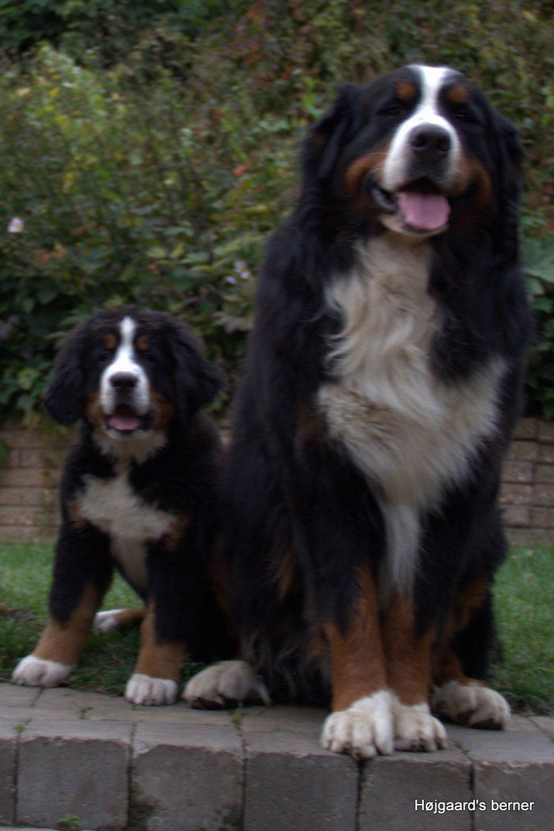 Berner sennenhund Bina billede 5