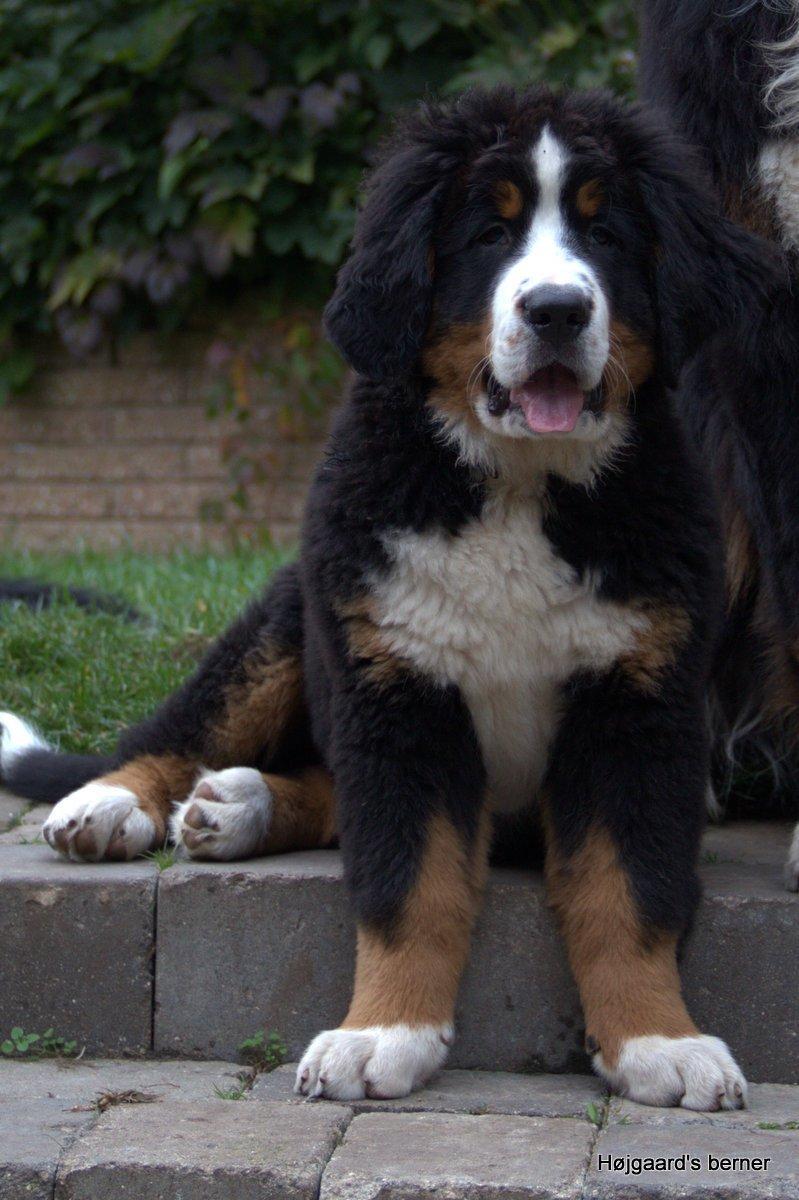 Berner sennenhund Bina billede 6