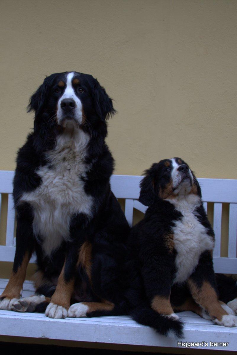 Berner sennenhund Bina billede 7