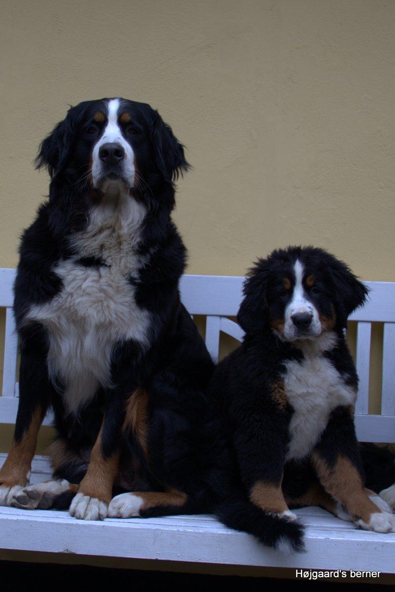 Berner sennenhund Bina billede 8