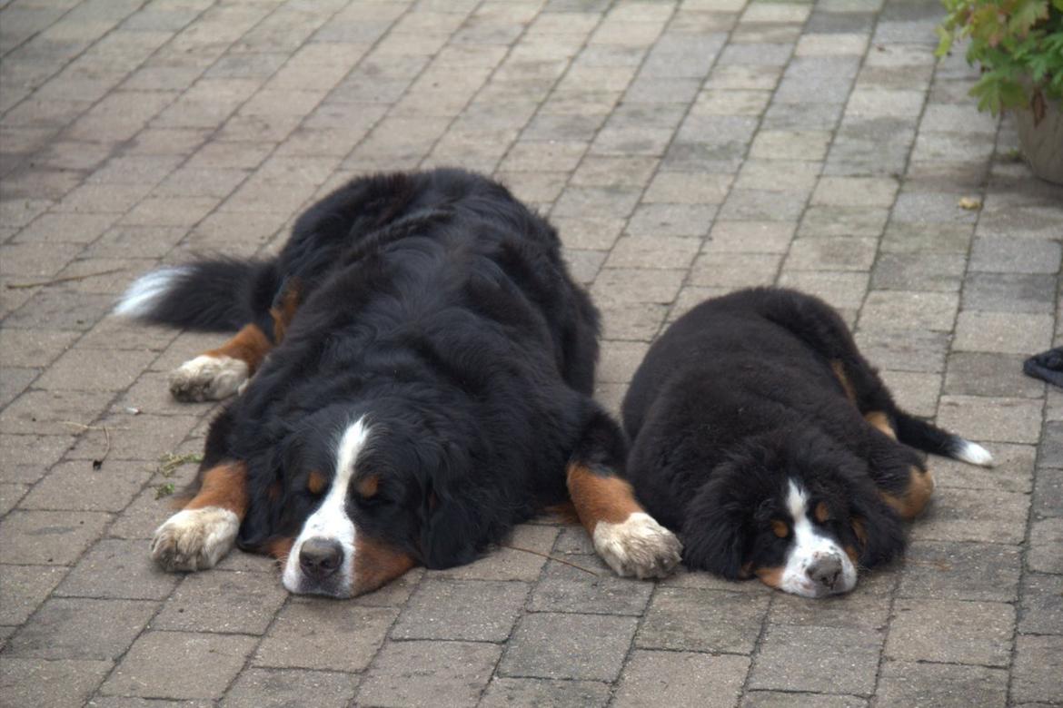 Berner sennenhund Bina billede 9