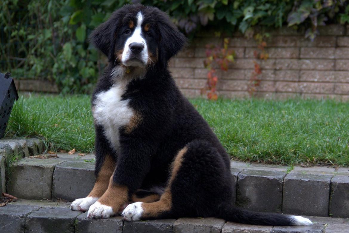 Berner sennenhund Bina billede 10