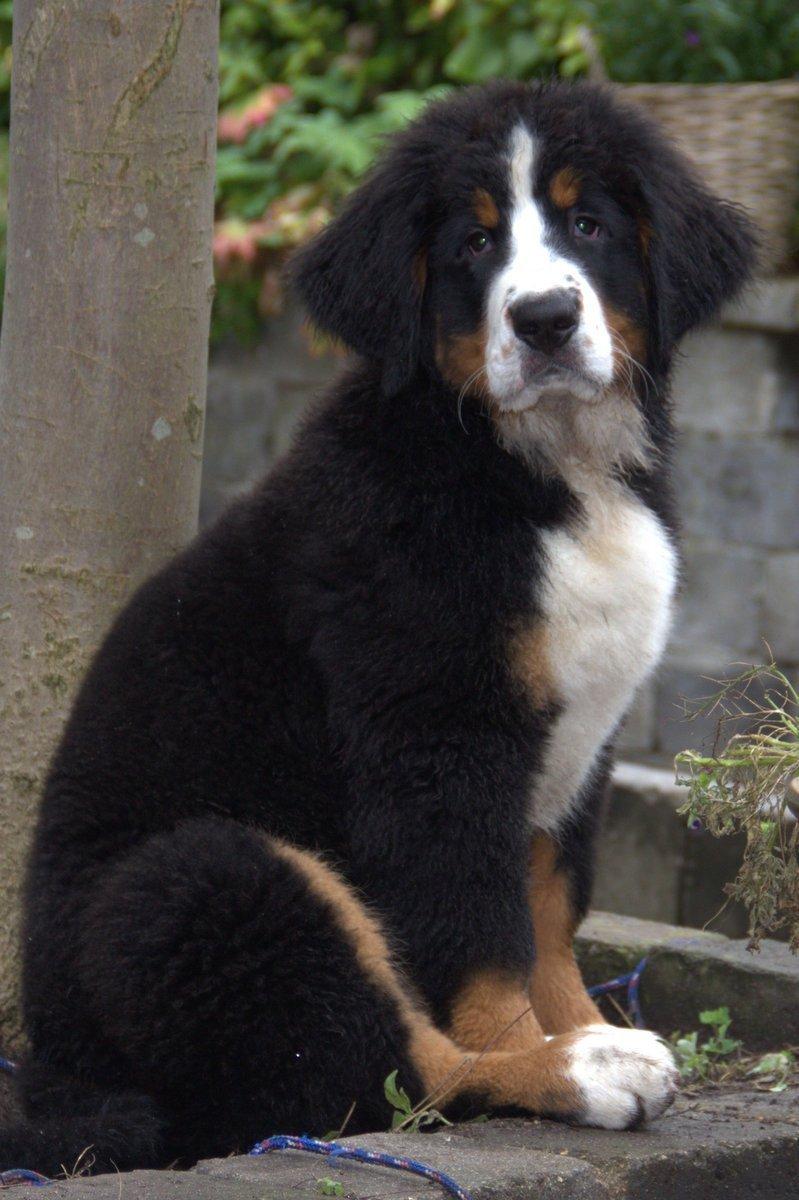 Berner sennenhund Bina billede 11