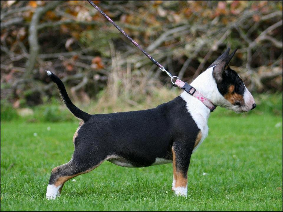 Bullterrier miniature Jekini´s Queen of New Orleans "Mille" billede 3