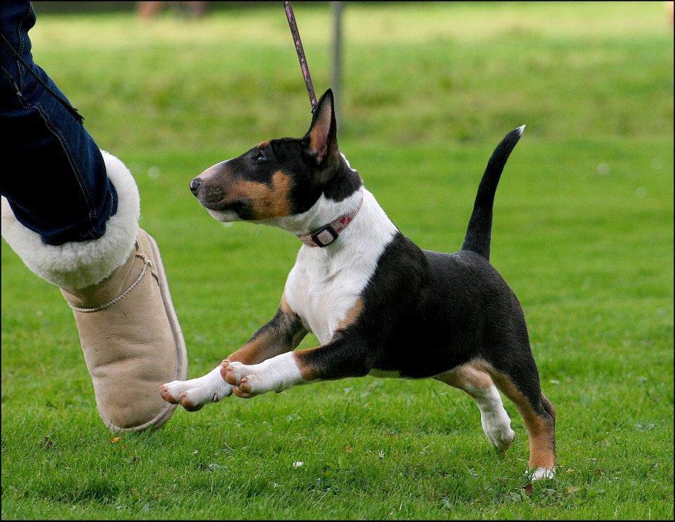 Bullterrier miniature Jekini´s Queen of New Orleans "Mille" billede 4