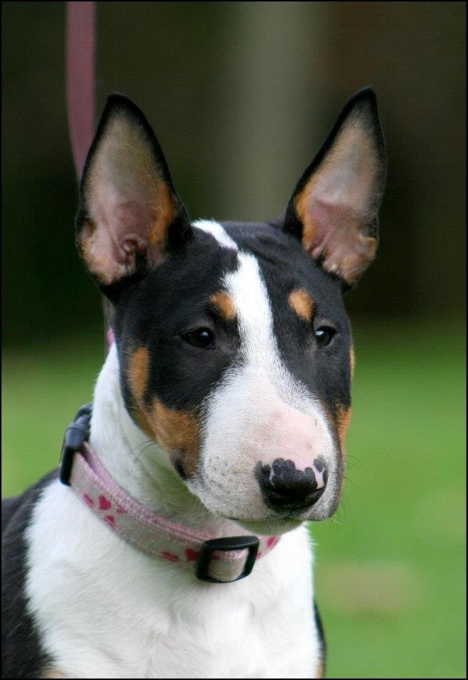 Bullterrier miniature Jekini´s Queen of New Orleans "Mille" billede 8