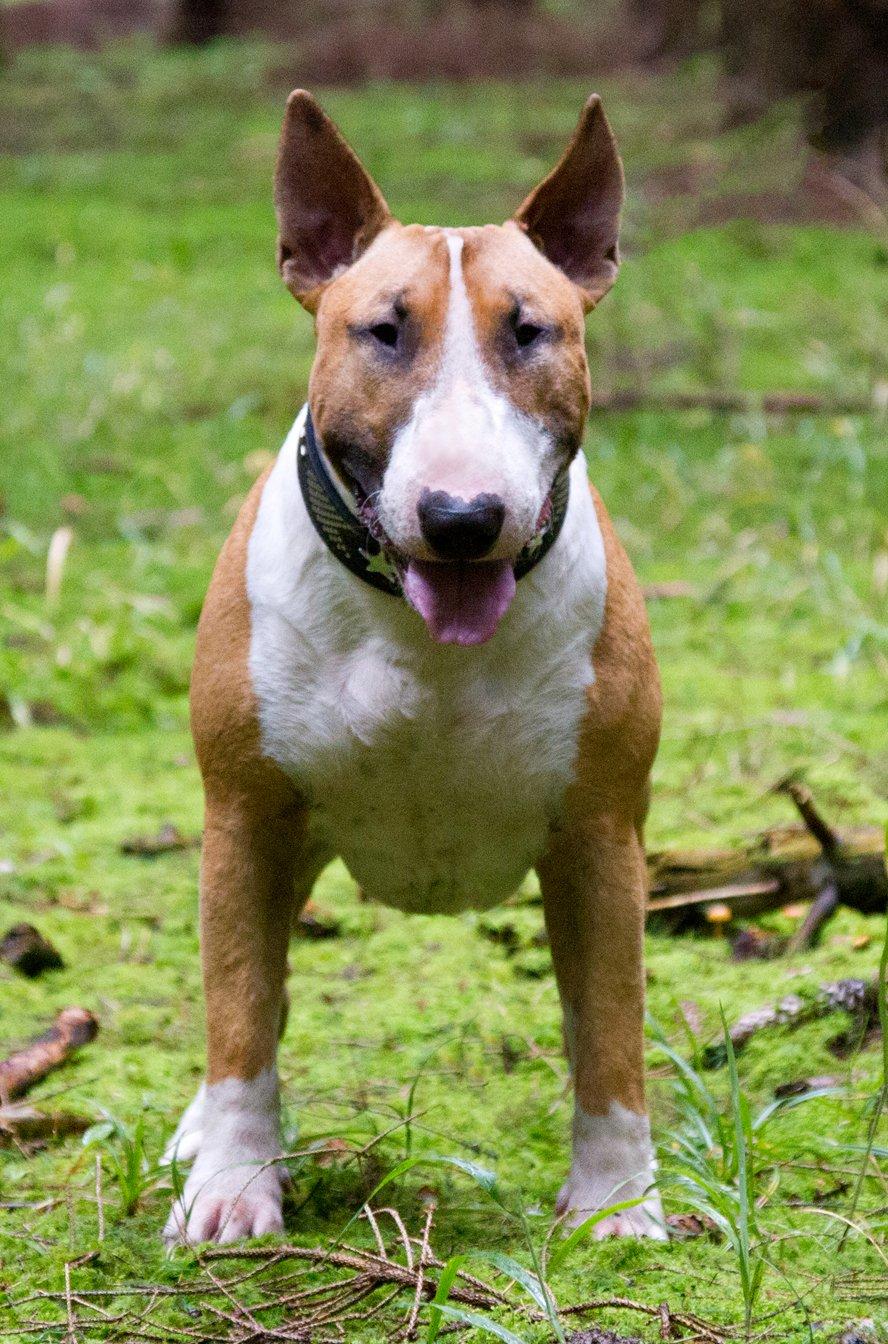 Bullterrier Cirkus - Cirkus, 21 måneder  billede 1