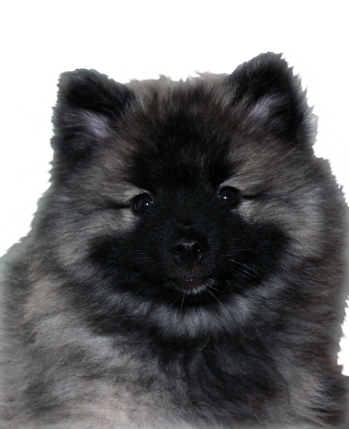 Keeshond Aura billede 1