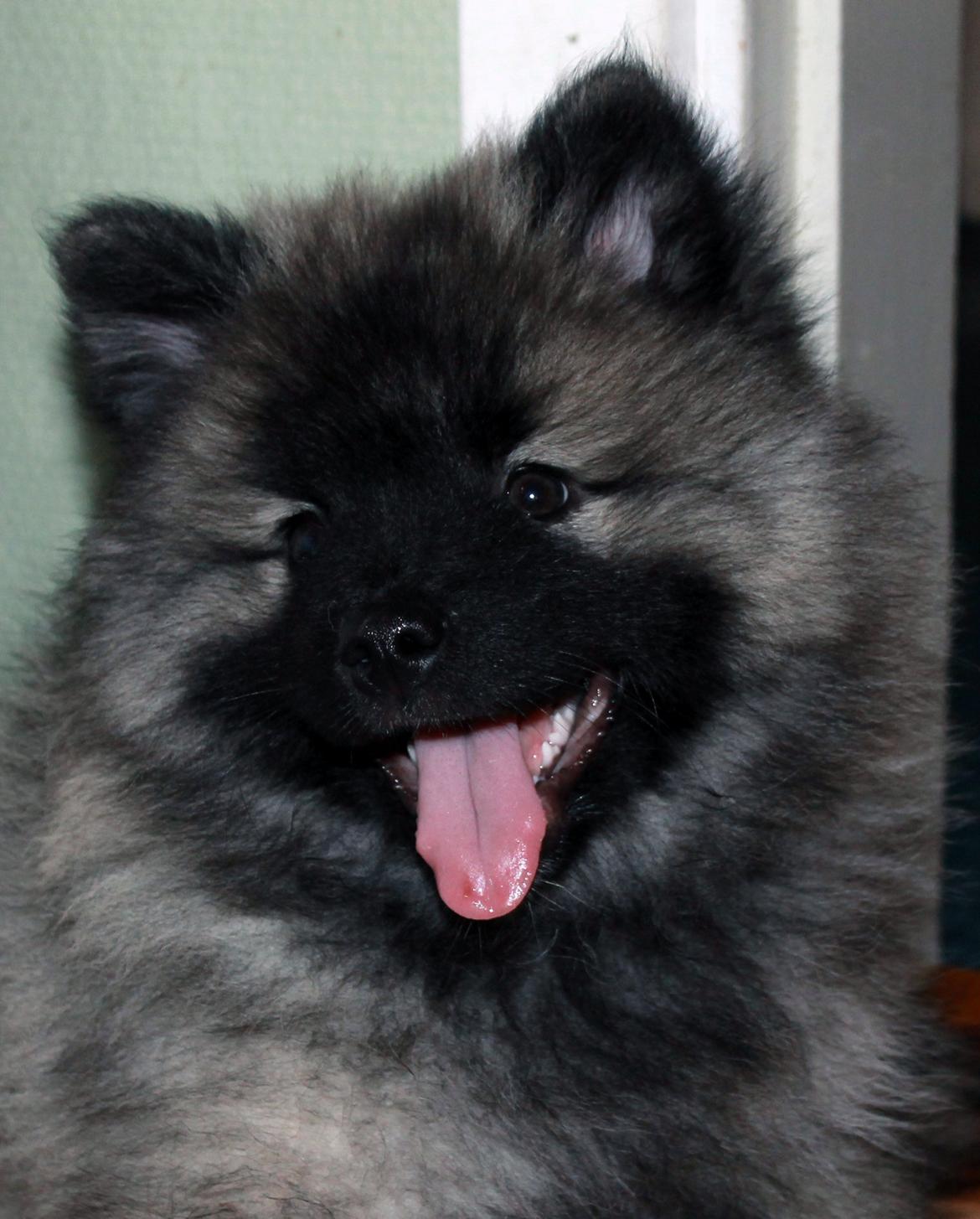 Keeshond Aura billede 2
