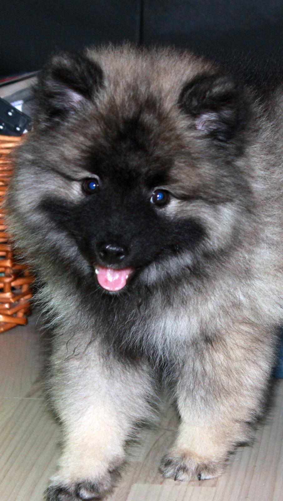 Keeshond Aura billede 3