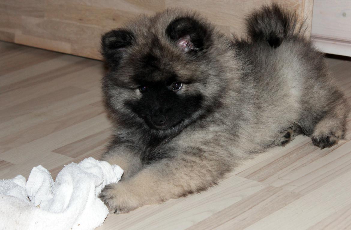 Keeshond Aura billede 4