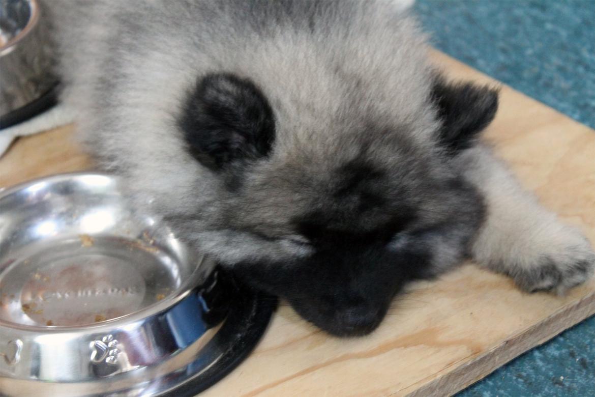 Keeshond Aura billede 5