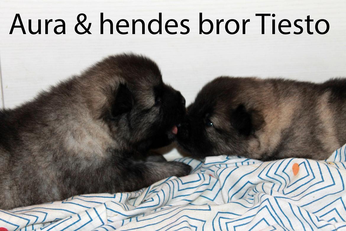 Keeshond Aura billede 6