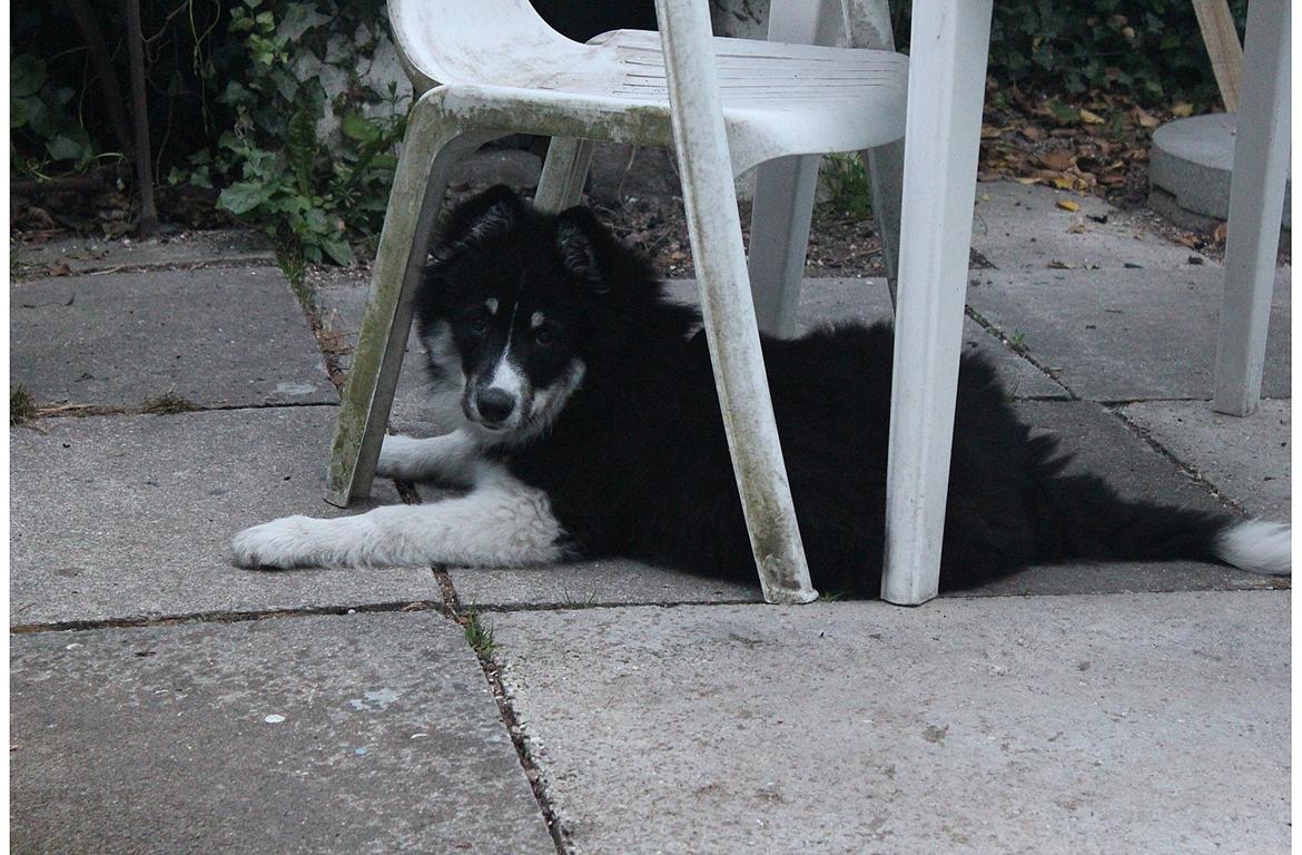 Blanding af racer Mester (Samojede/Islandsk Fårehund) - Mester under havebordet. Her holder han meget af at ligge, når det er varmt. billede 9