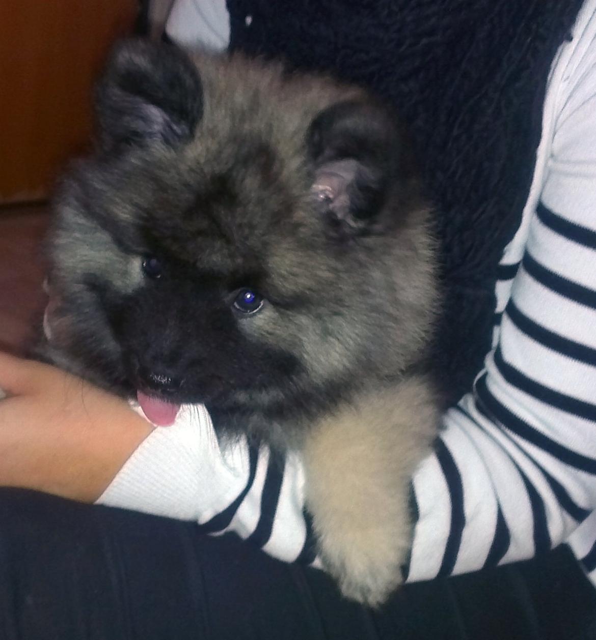 Keeshond Aura billede 7
