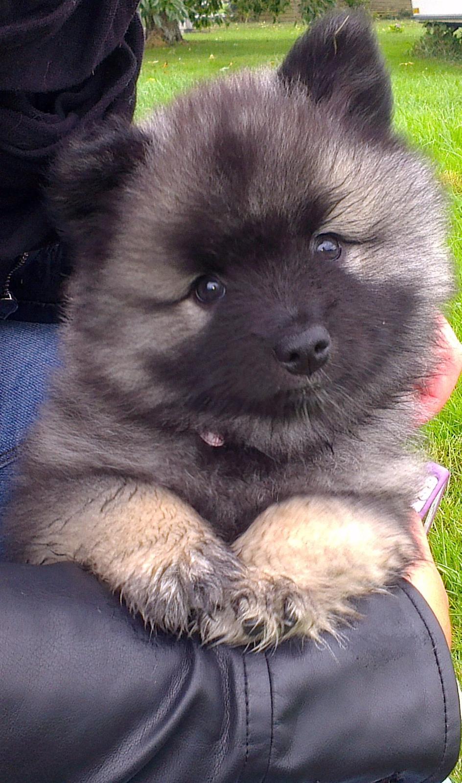 Keeshond Aura billede 8