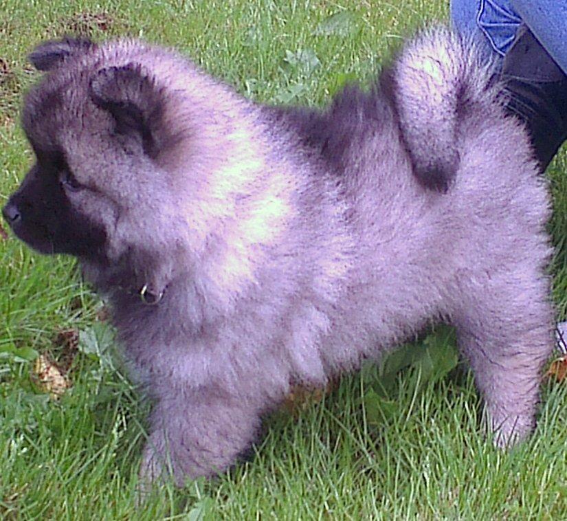 Keeshond Aura billede 9
