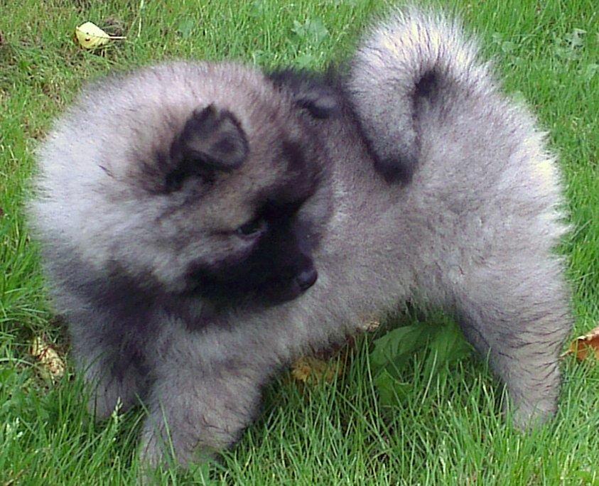 Keeshond Aura billede 10