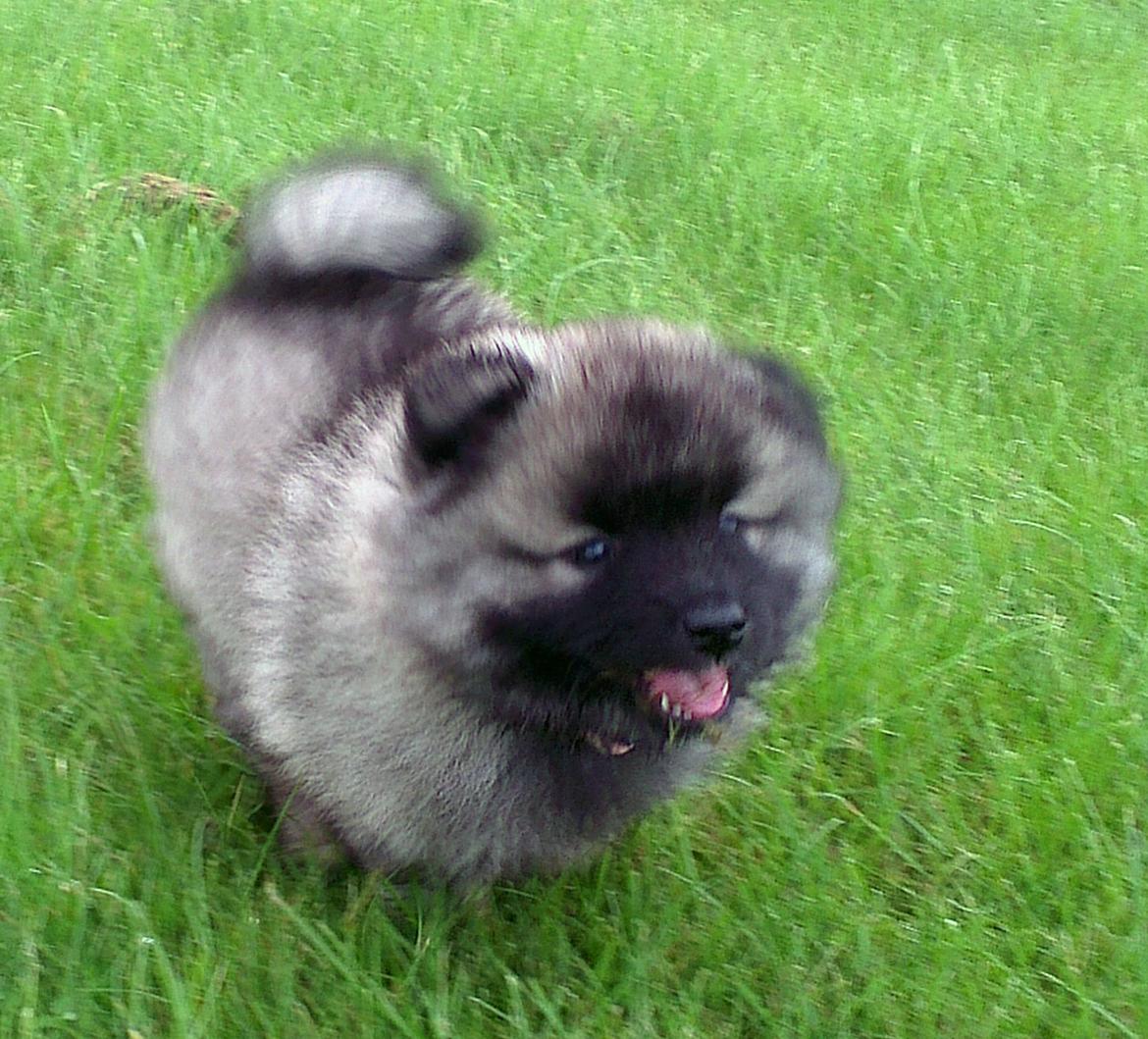 Keeshond Aura billede 11