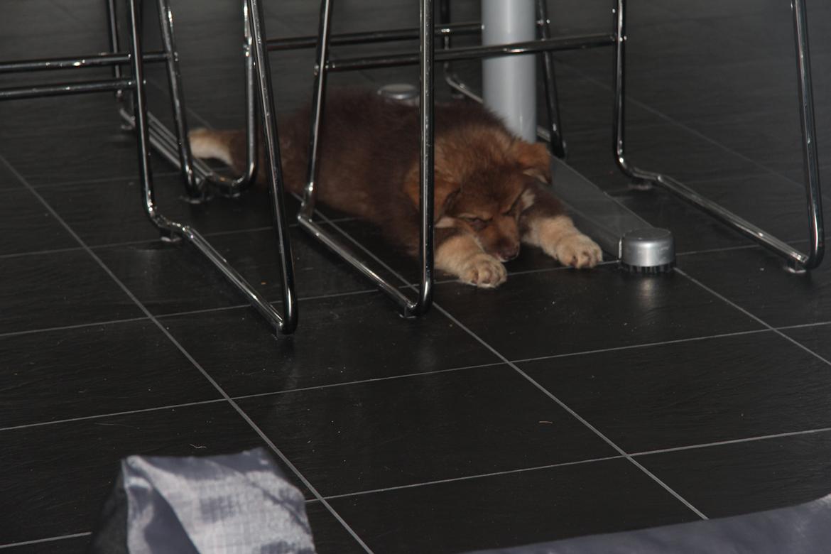 Finsk lapphund Coco - en middagslur under borden, mens Sofia laver lektier billede 2