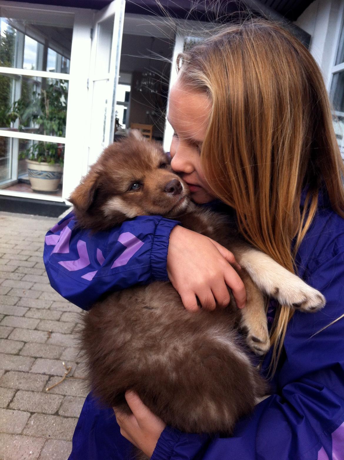 Finsk lapphund Coco billede 4