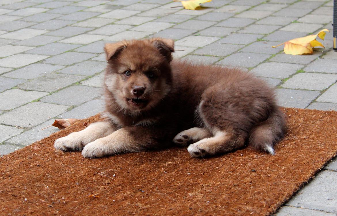 Finsk lapphund Coco - Coco har flyttet lidt rundt i haven, mens hun tager en pause i "bladjagten" billede 5