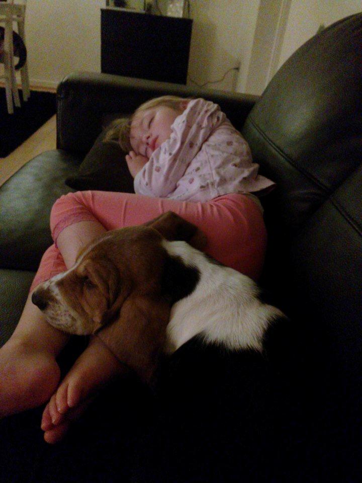 Basset hound Luna R.i.p - Luna passer godt på Ida der er syg med feber ! De bedste venner :)  billede 10