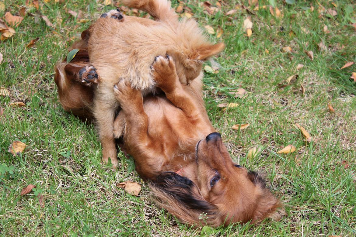 Blanding af racer Tjecko billede 15