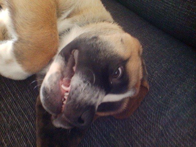 Blanding af racer Leon - Hehe det var ikke mig... blink blink!! billede 9