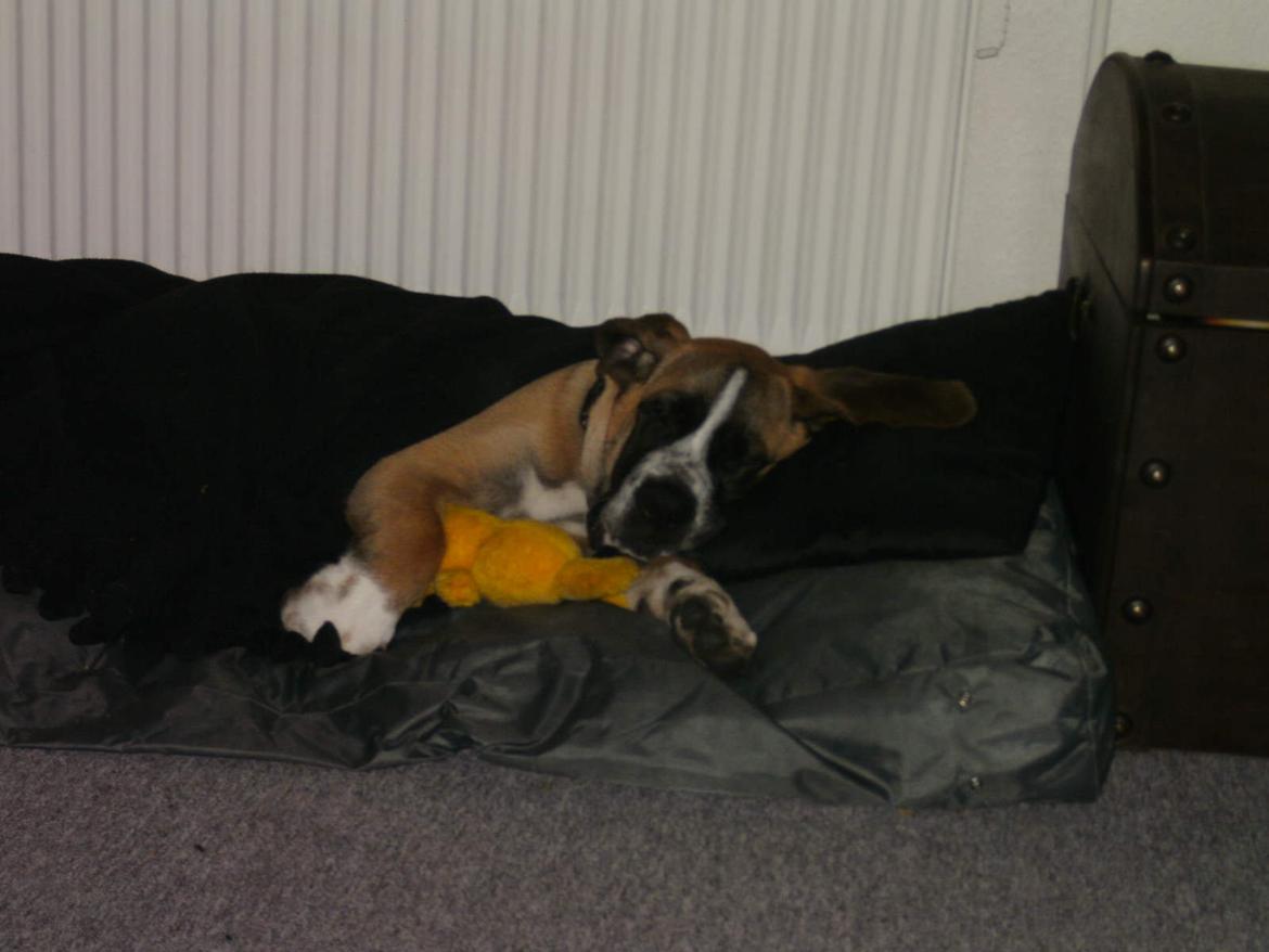 Blanding af racer Leon - Puttetid :-) billede 10