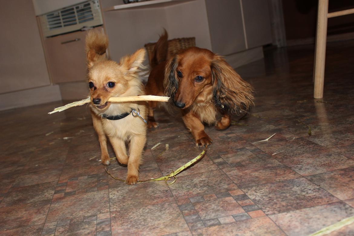 Blanding af racer Tjecko billede 16