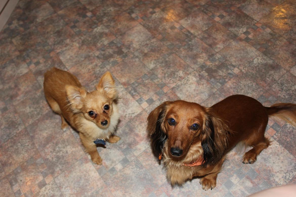 Blanding af racer Tjecko billede 17