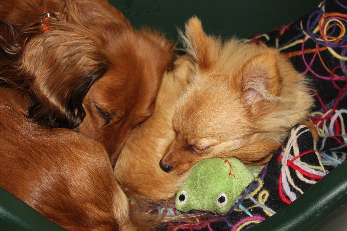 Blanding af racer Tjecko billede 18