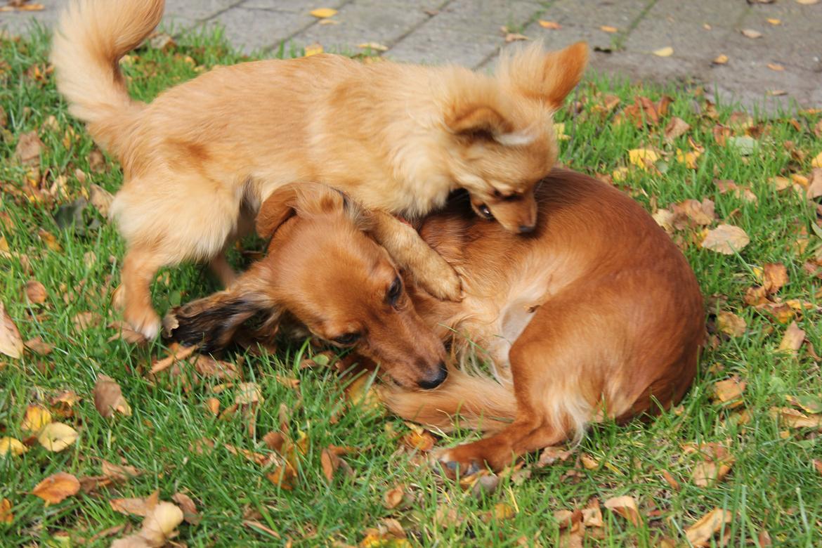 Blanding af racer Tjecko billede 19