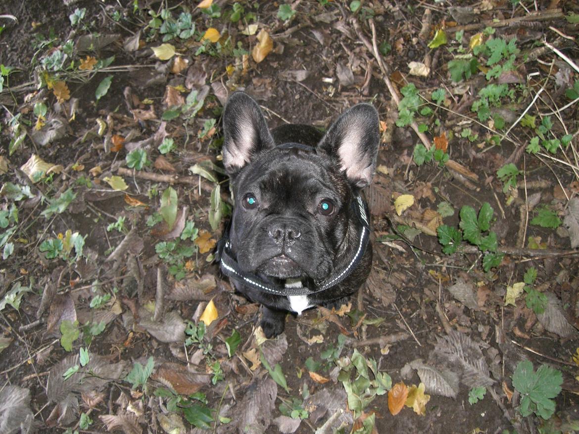 Fransk bulldog Frida - 6 måneder billede 9